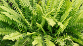  Green Roofs & Roof Gardens