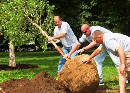 Brian PE Board Plant 911 Grove LP Trees