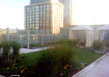 Green Roofs & Roof Gardens