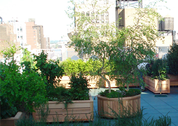Green Roofs & Roof Gardens
