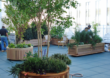 Green Roofs & Roof Gardens