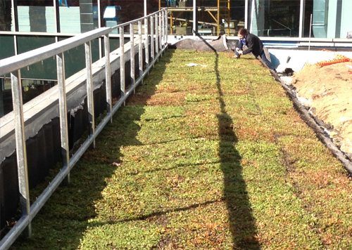 Green Roofs & Roof Gardens